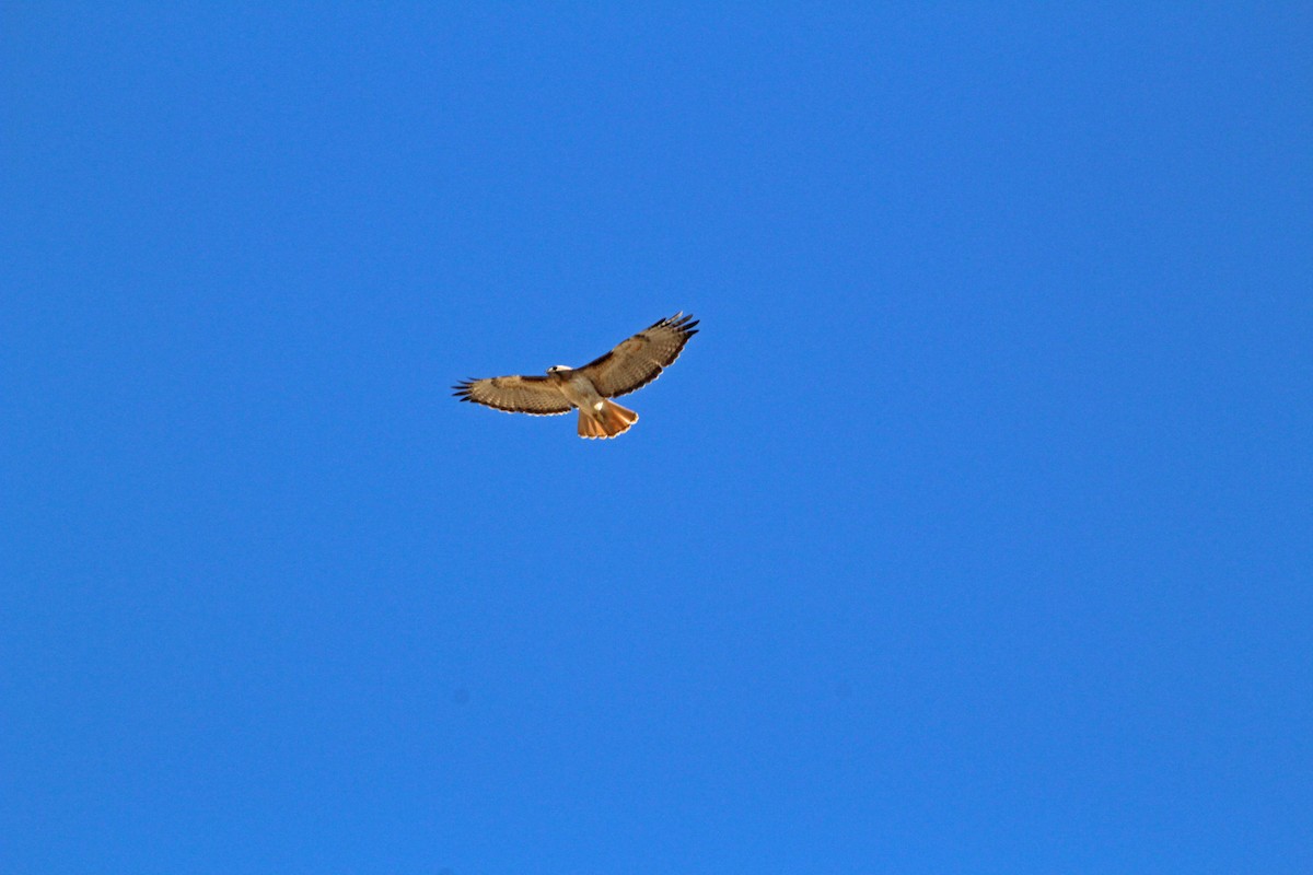 Red-tailed Hawk - ML417409141