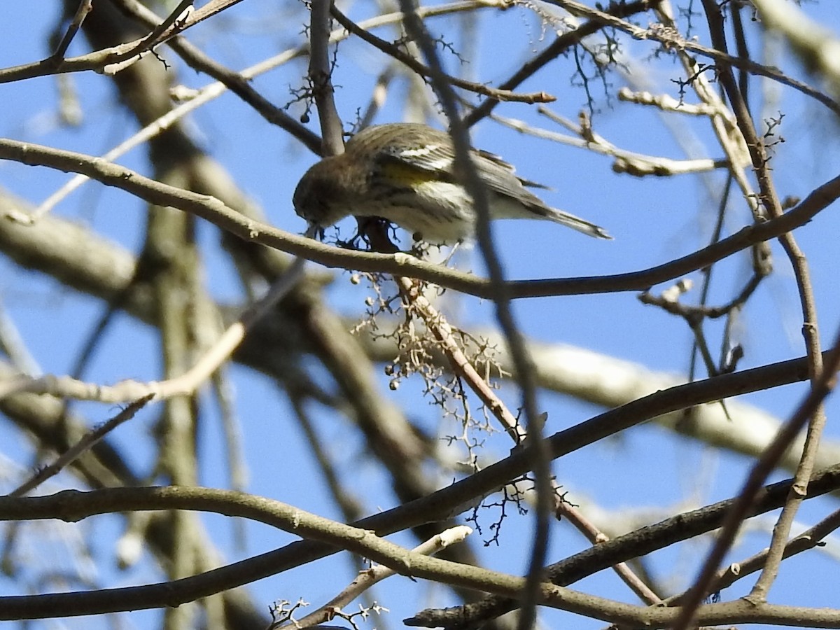 Yellow-rumped Warbler - ML417409151
