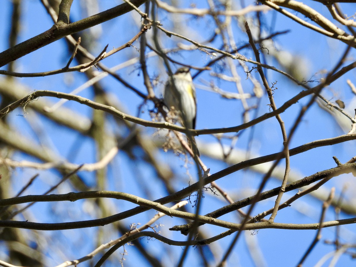 Yellow-rumped Warbler - ML417409171