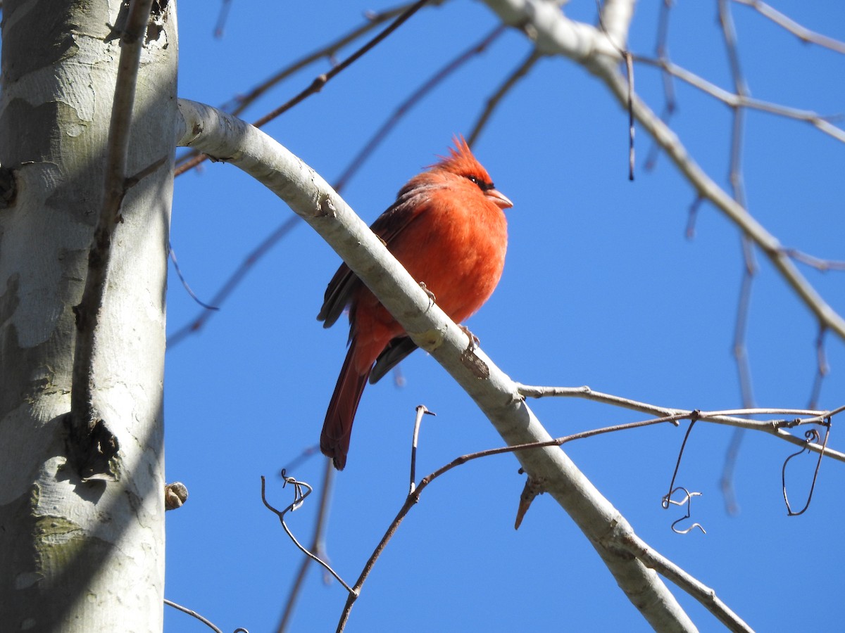 Northern Cardinal - ML417409341
