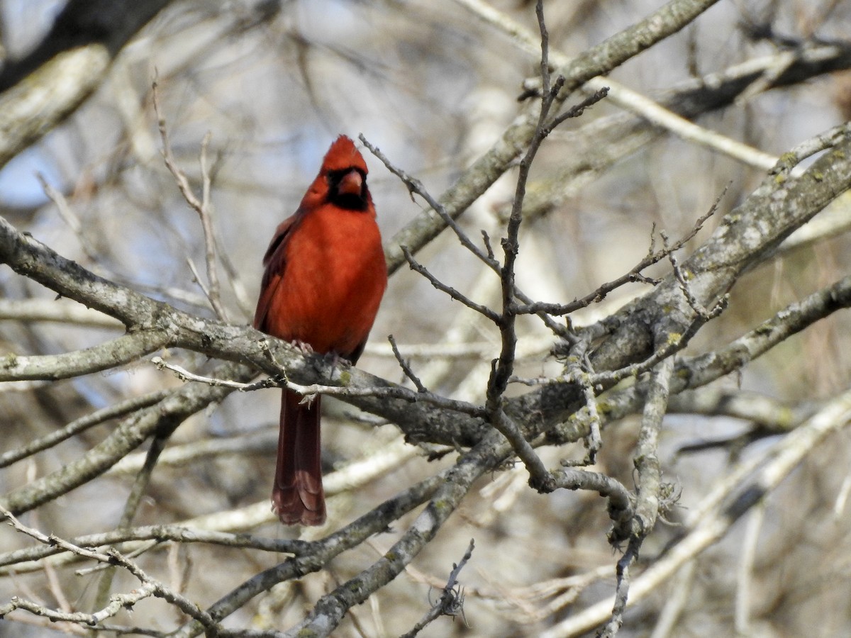 Northern Cardinal - ML417409351