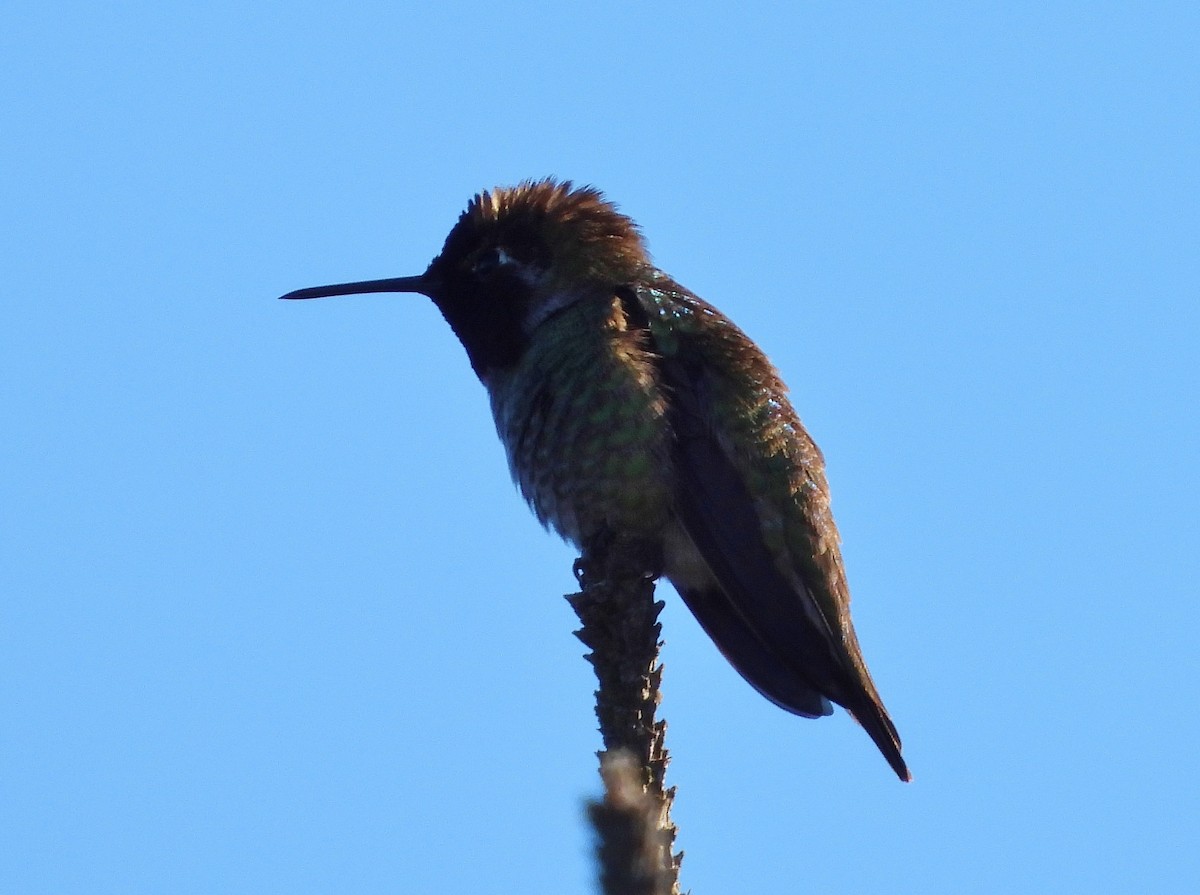 Anna's Hummingbird - ML417409531