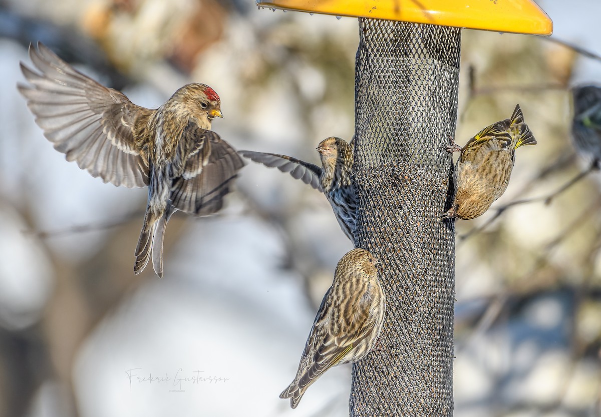 Common Redpoll - ML417412131