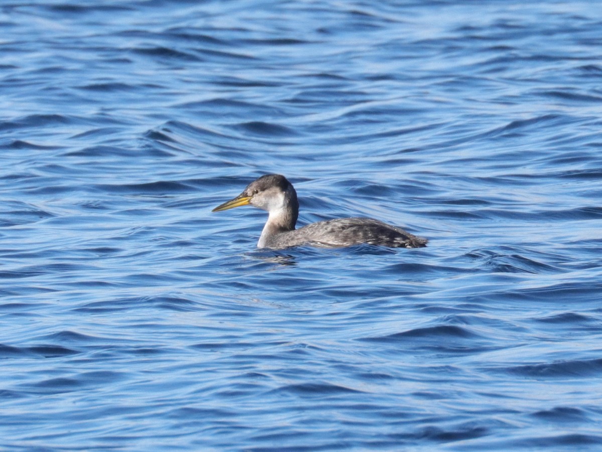 Red-necked Grebe - Warren Cronan