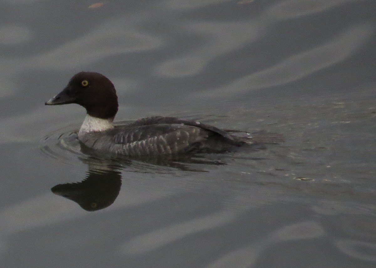 Common Goldeneye - ML417414371