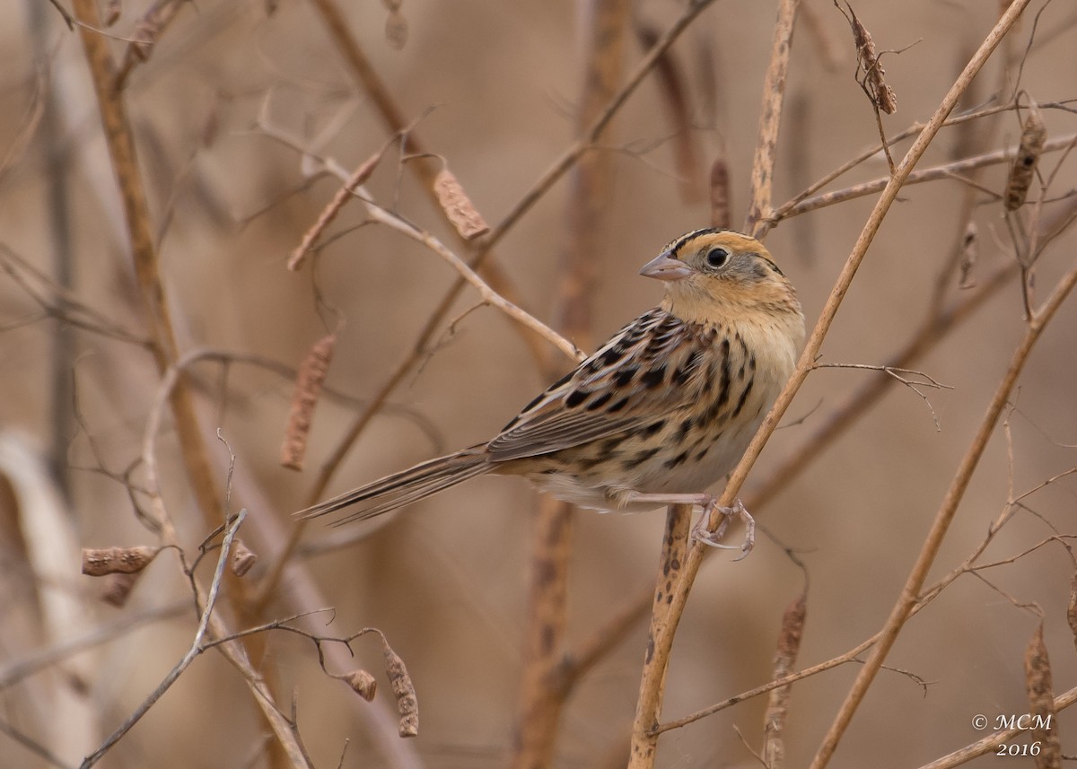 LeConte's Sparrow - Mary Catherine Miguez