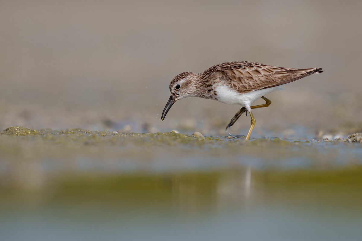 Least Sandpiper - ML417415501