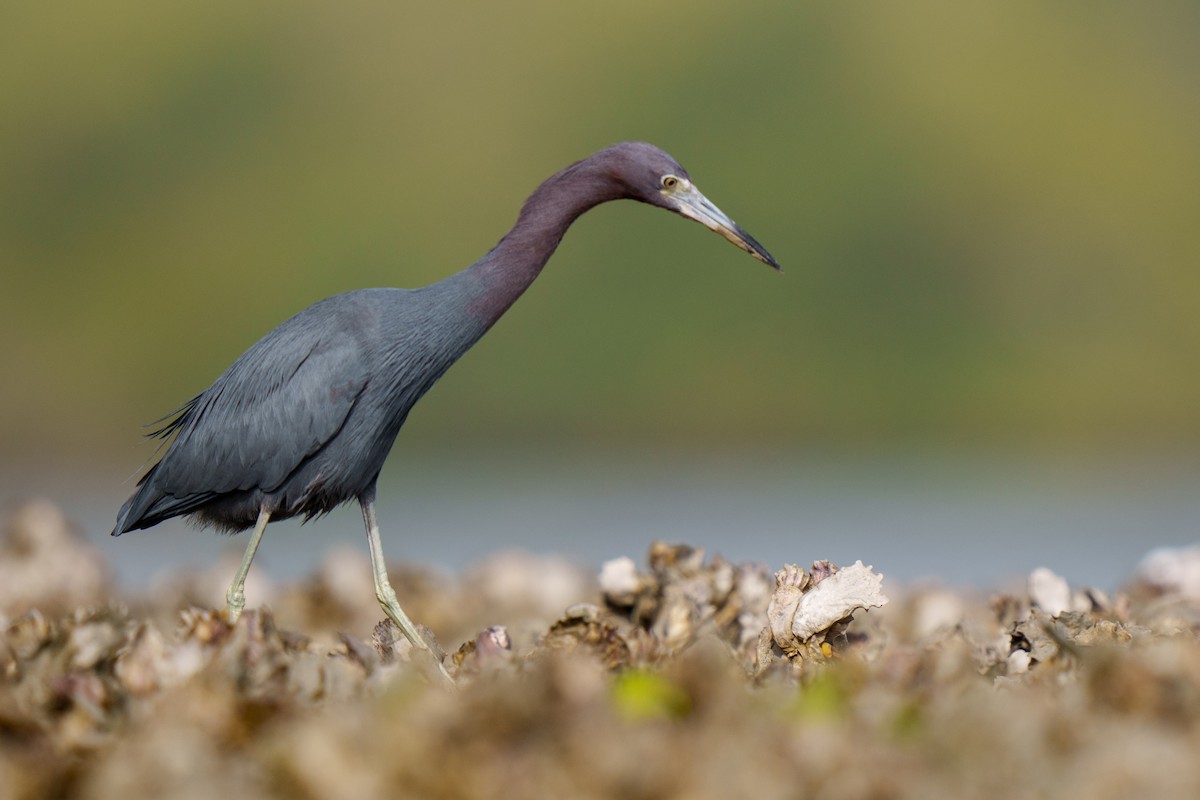 Little Blue Heron - ML417415701