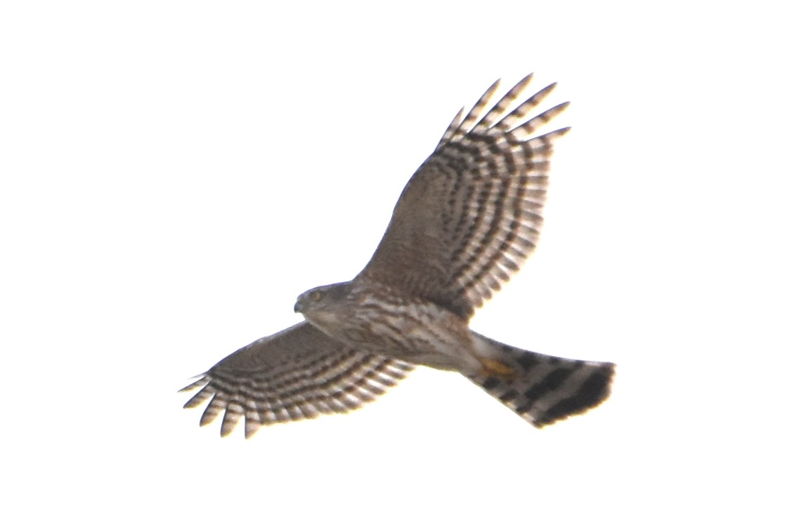 Sharp-shinned Hawk - ML417416871