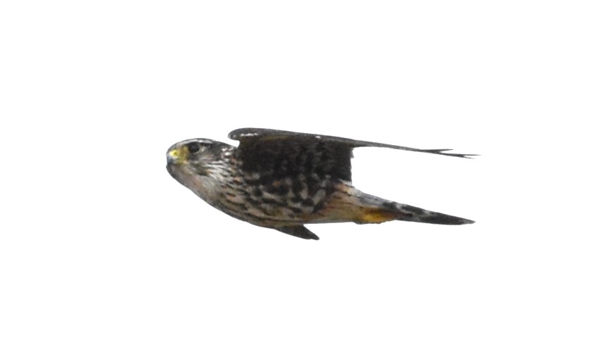 Merlin - ML417416901