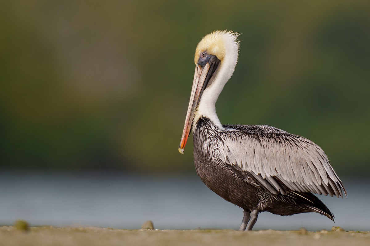 Brown Pelican - ML417417441