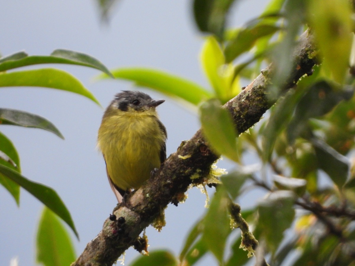 Ashy-headed Tyrannulet - Daniela  Souza