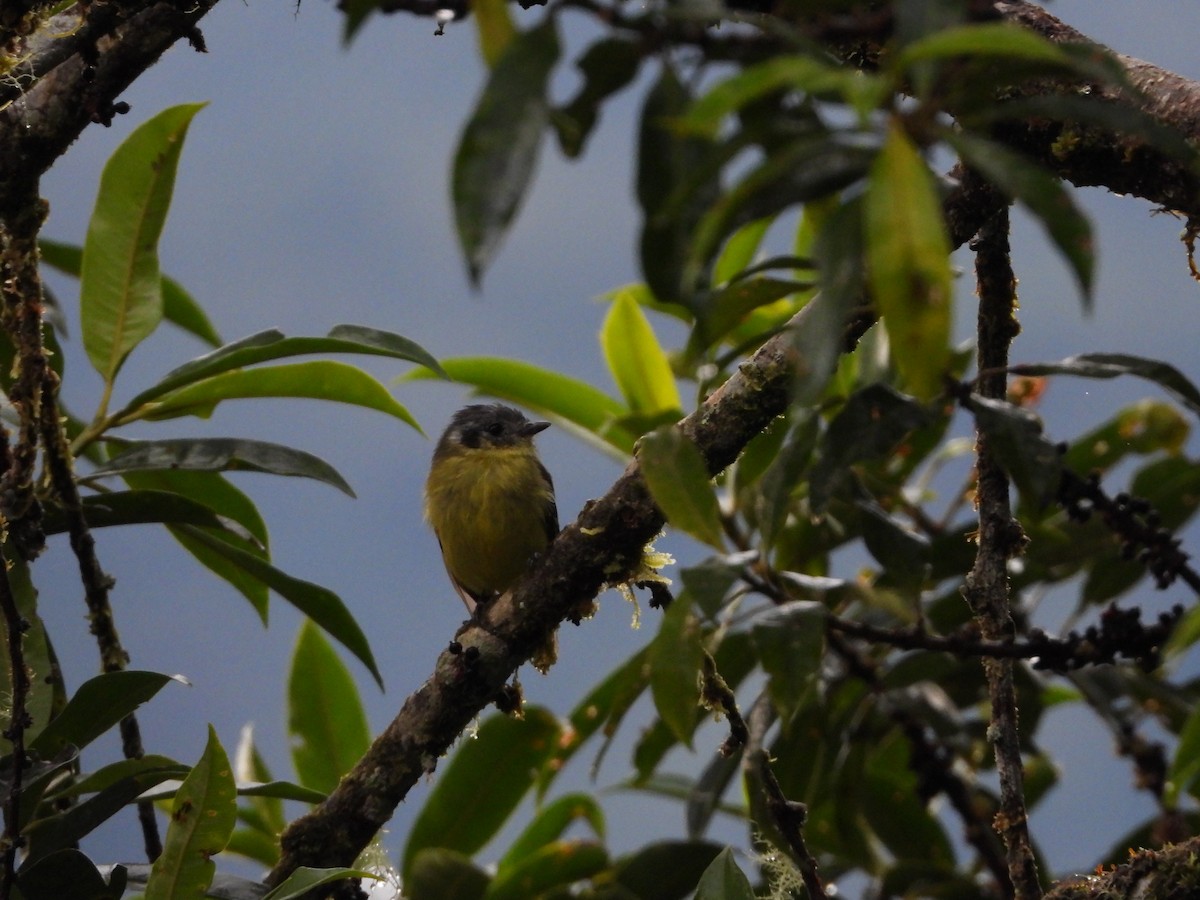 Ashy-headed Tyrannulet - ML417418571