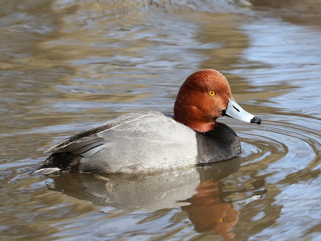 Redhead - ML417418581