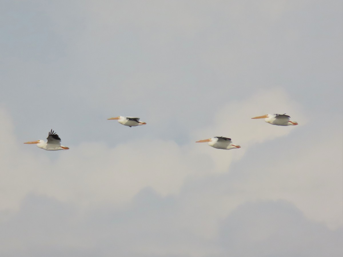 American White Pelican - ML417418811