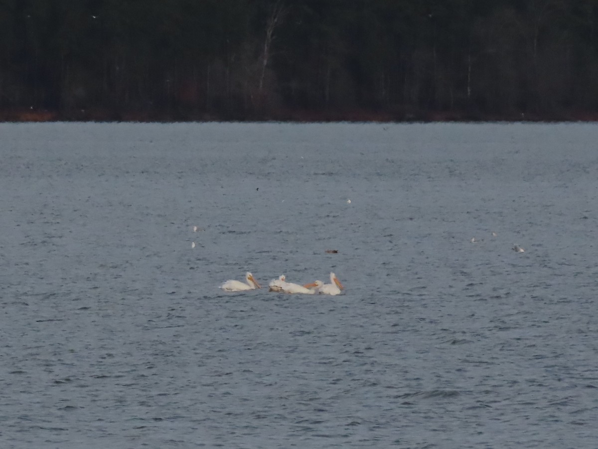 American White Pelican - ML417418821