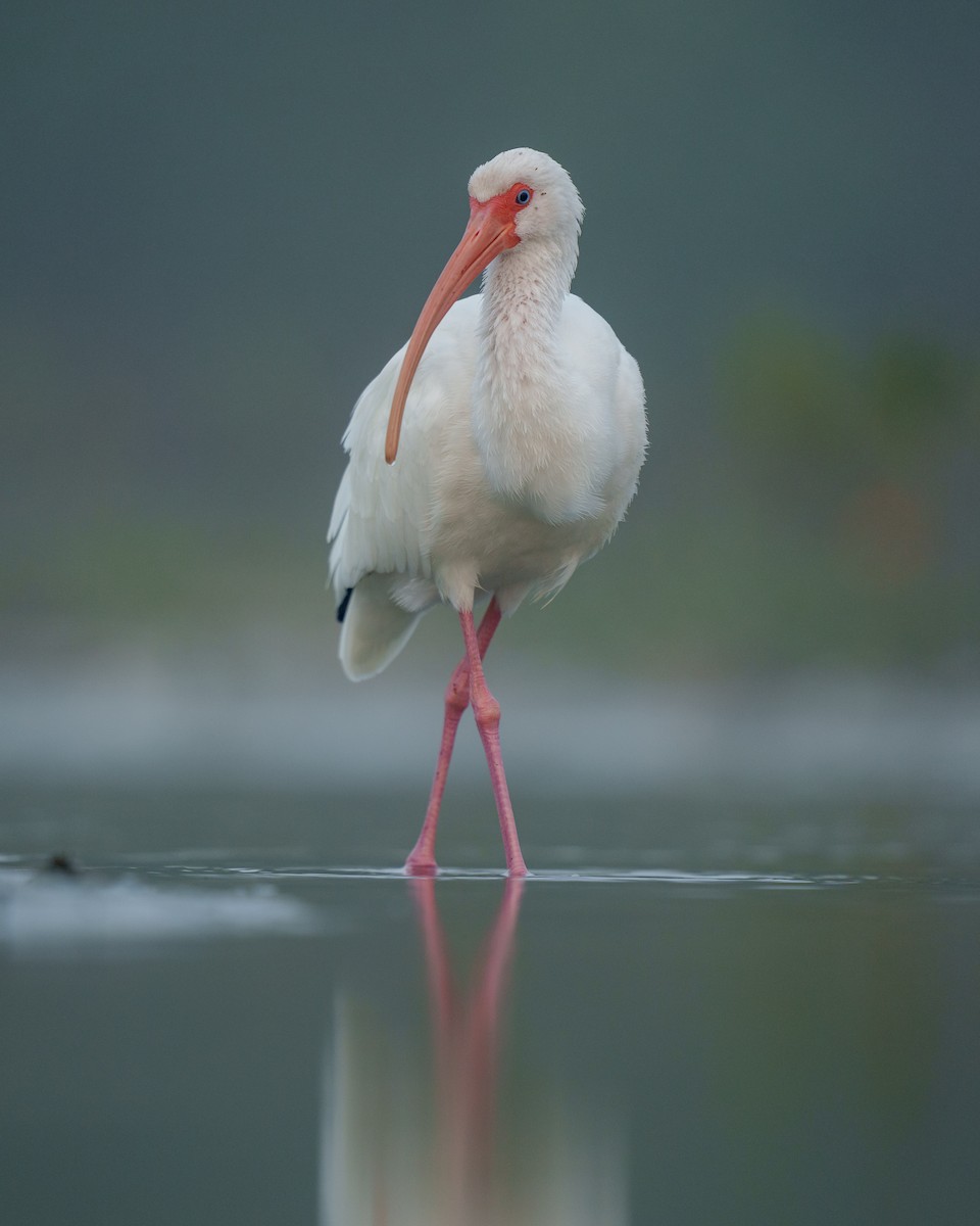 White Ibis - ML417419071