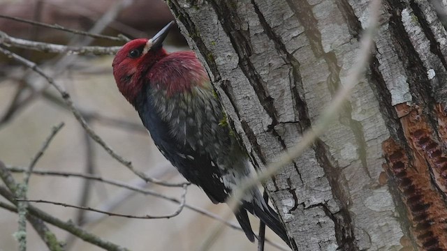 Red-breasted Sapsucker - ML417420461
