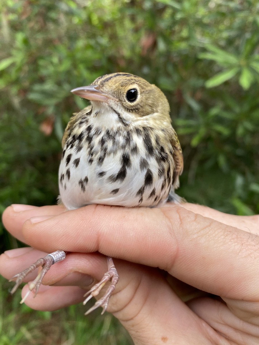 Ovenbird - ML417421371