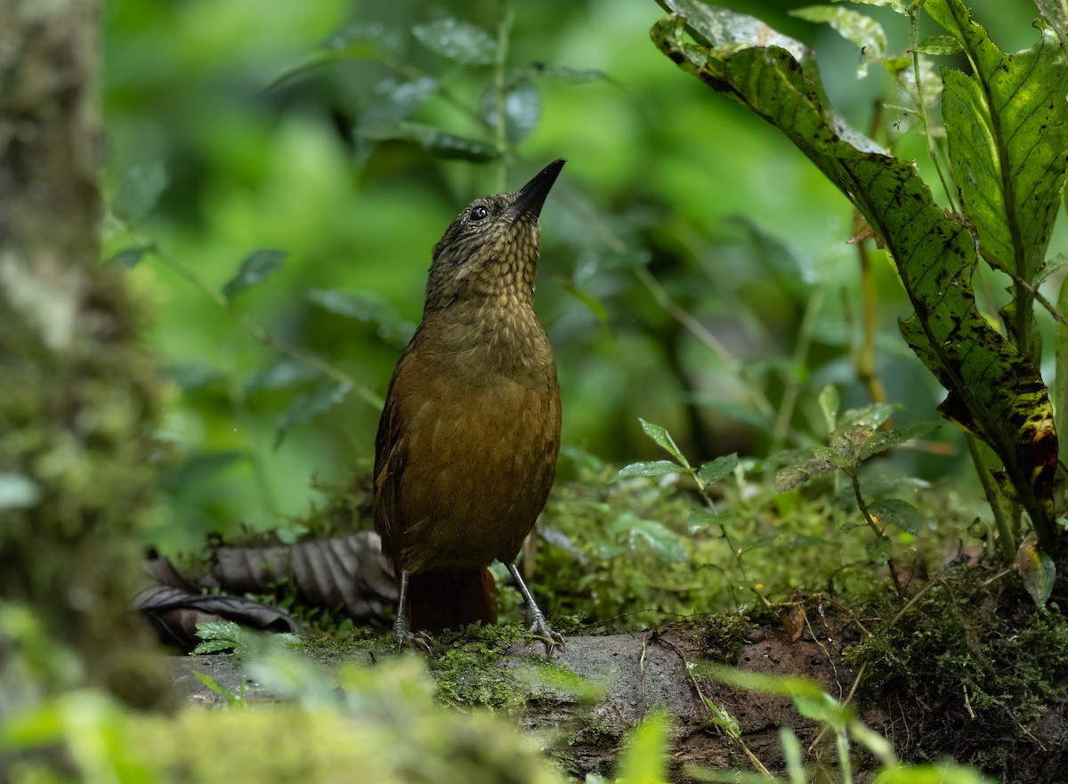 Streak-capped Treehunter - ML417421461