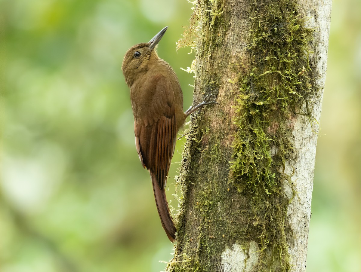 Tyrannine Woodcreeper - ML417422971