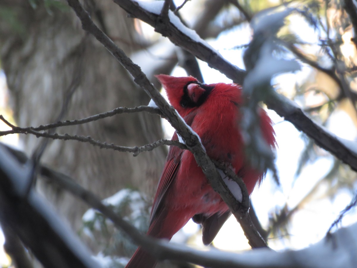 Cardinal rouge - ML417423441