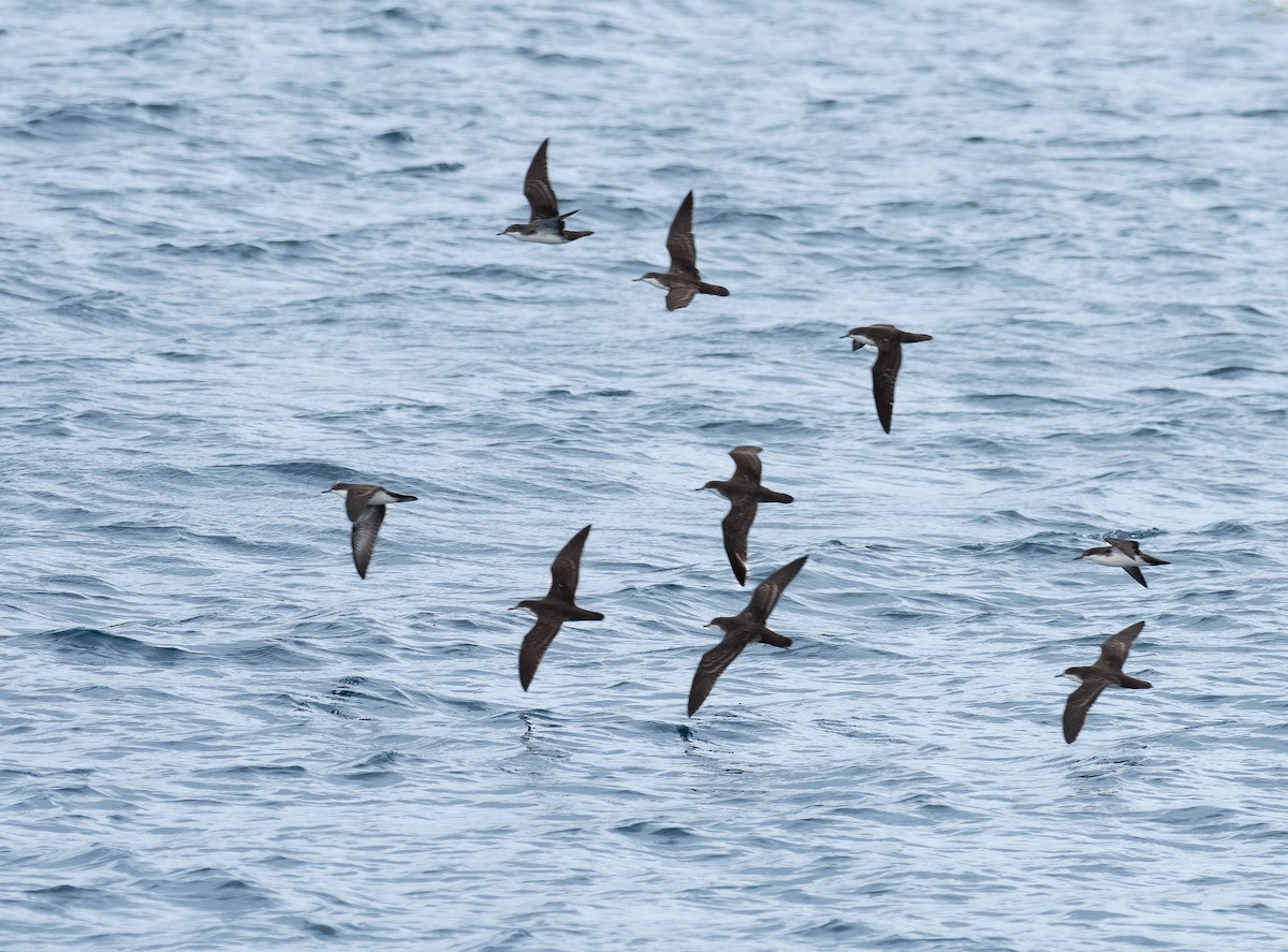 Galapagos Shearwater - ML417423771