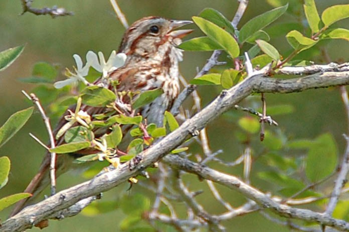 Song Sparrow - ML417424141