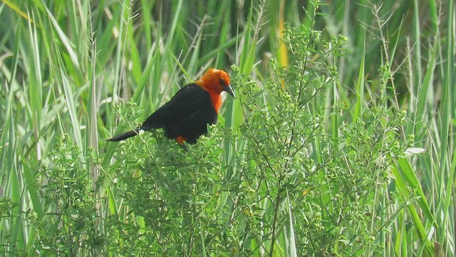 Scarlet-headed Blackbird - ML417425521