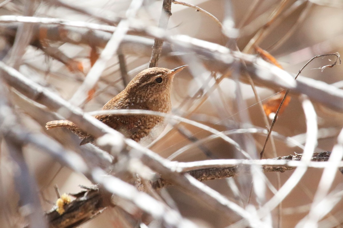 Winter Wren - ML417425641