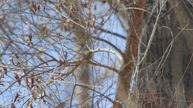 Winter Wren - ML417425831