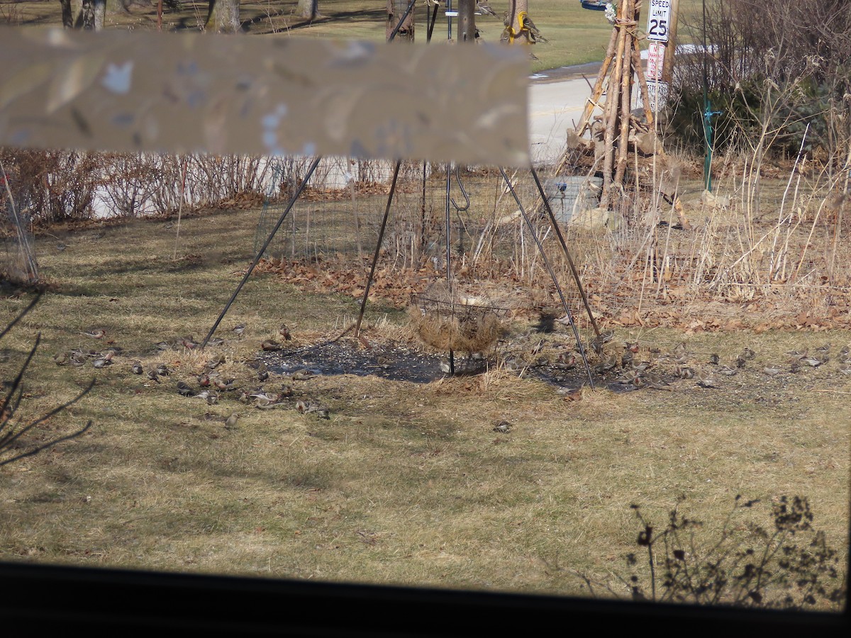 Redpoll (Common) - ML417425931