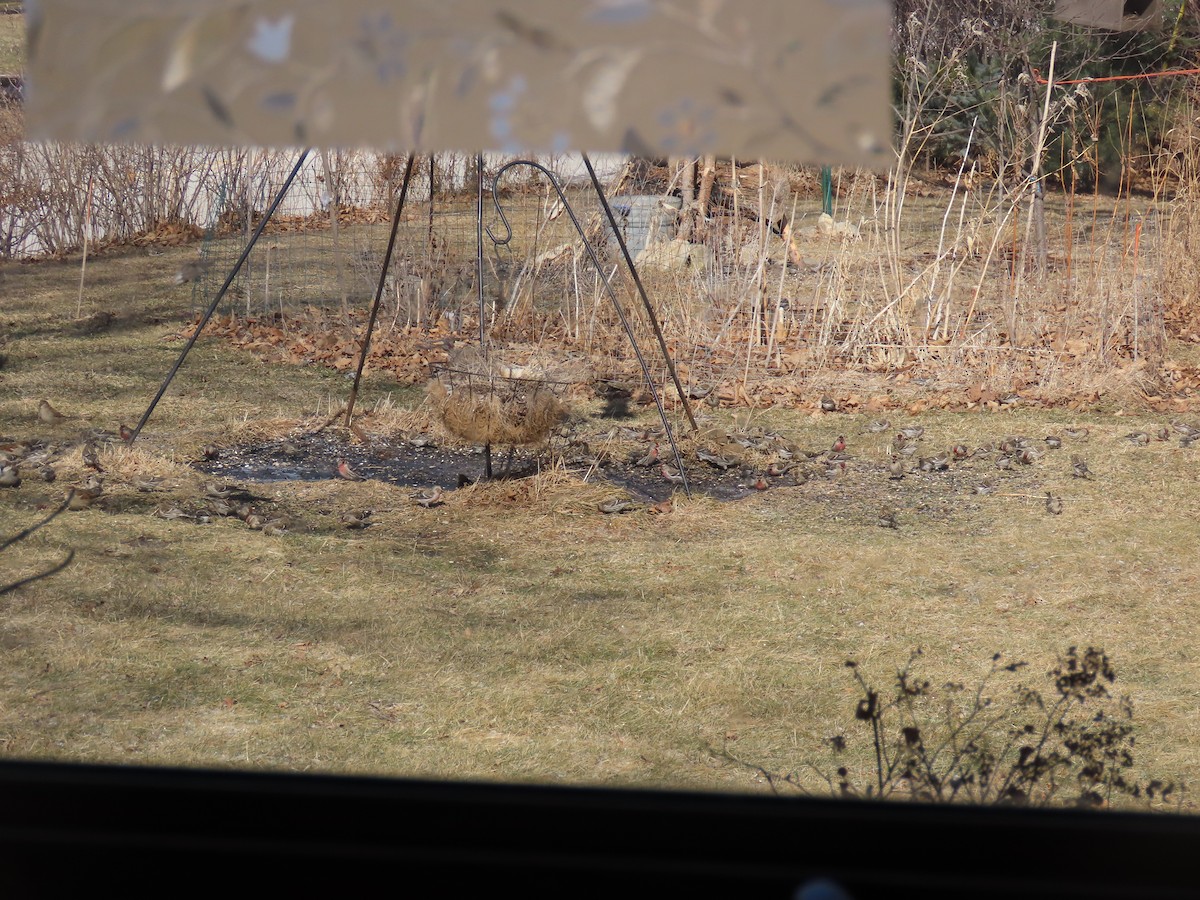 Redpoll (Common) - ML417425941
