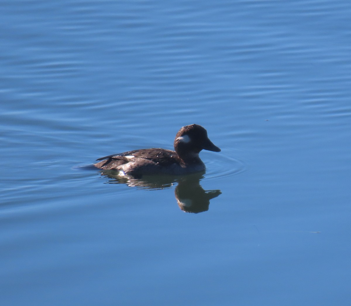 Bufflehead - ML417428031