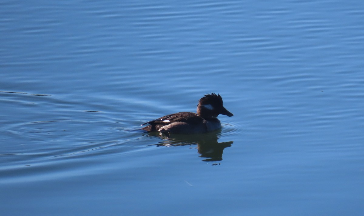 Bufflehead - ML417428121