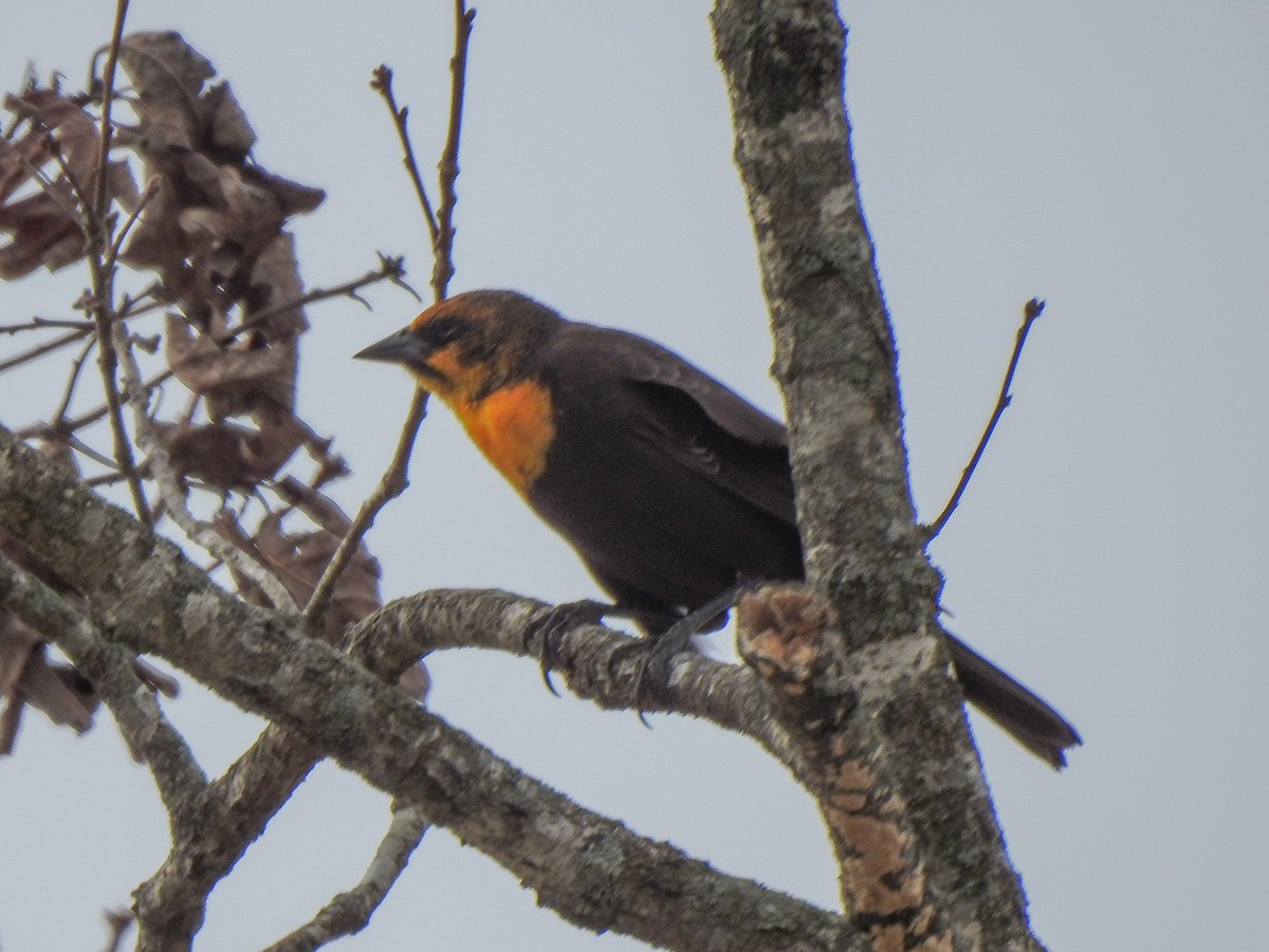 Yellow-headed Blackbird - ML417428251