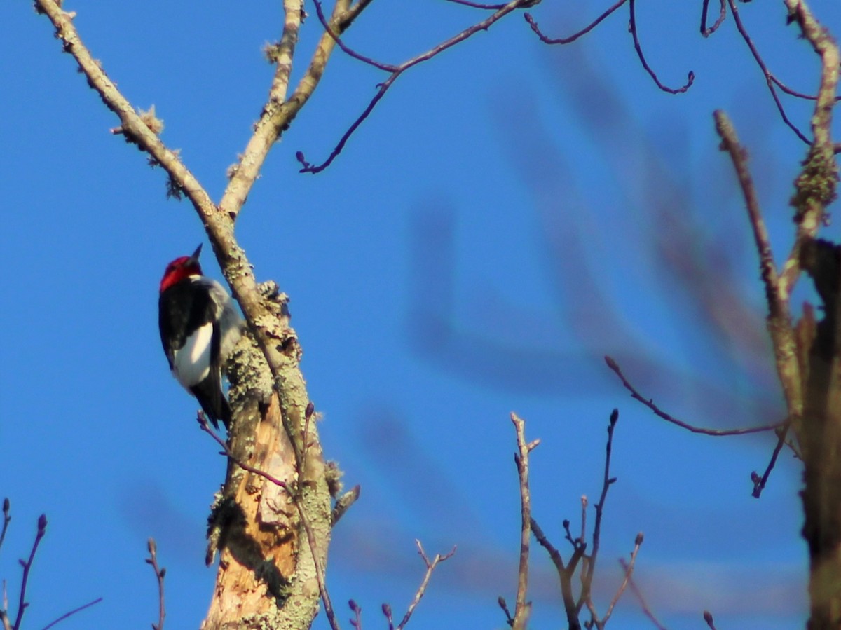 Red-headed Woodpecker - ML417428291