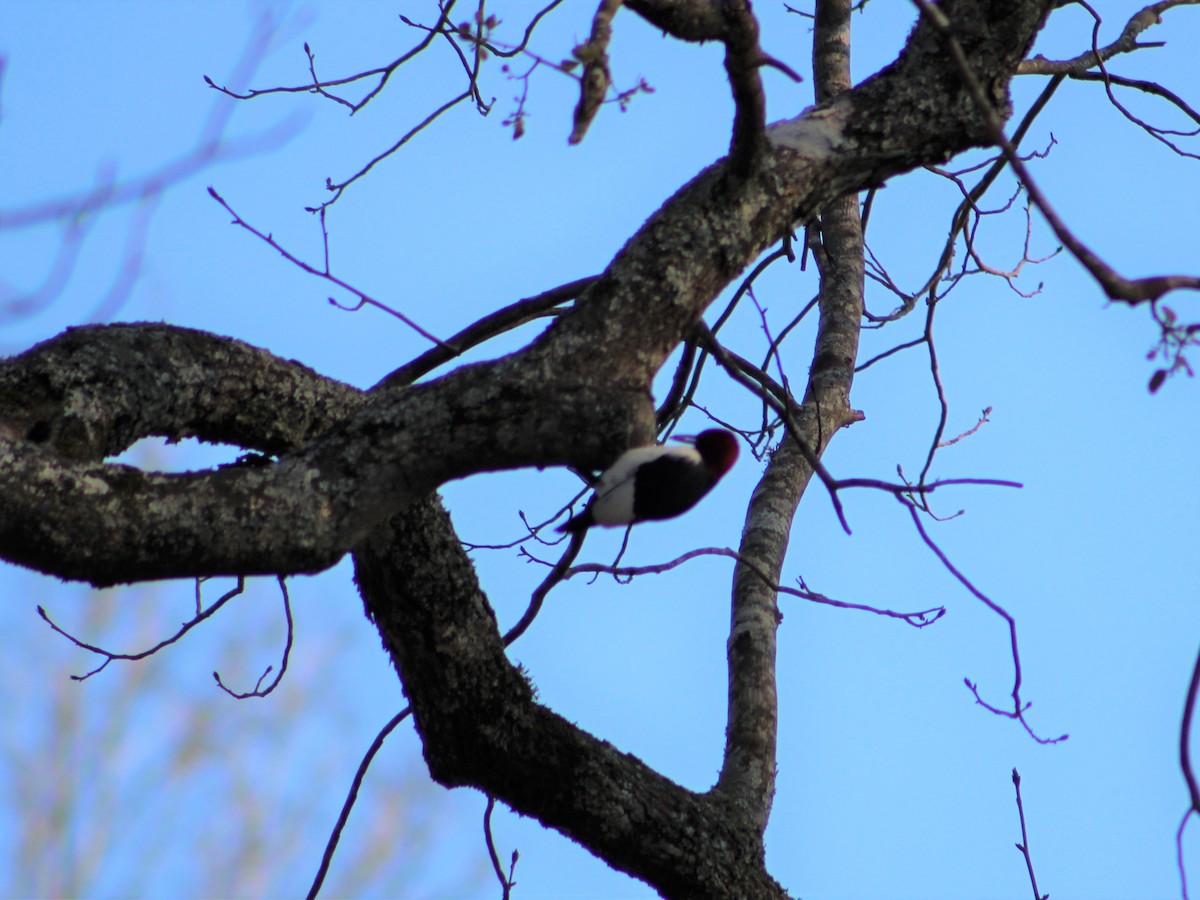 Red-headed Woodpecker - ML417428361