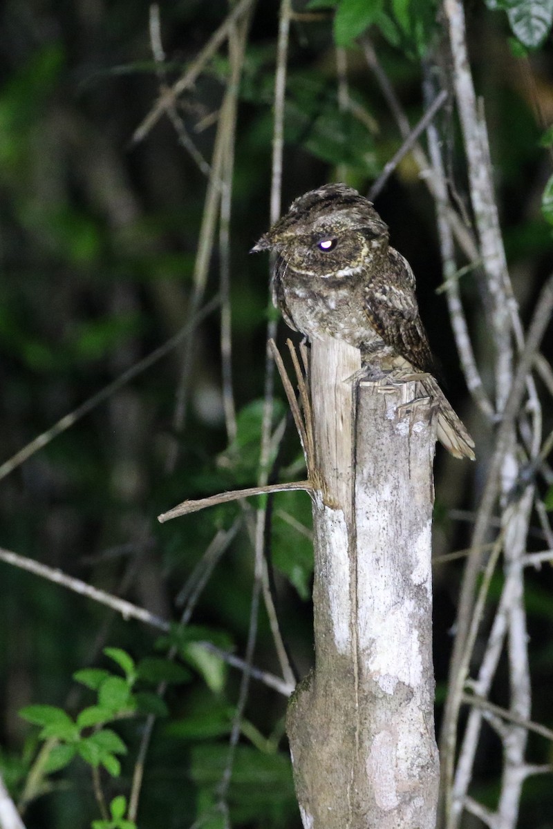 Rufous Nightjar (South American) - ML417428951