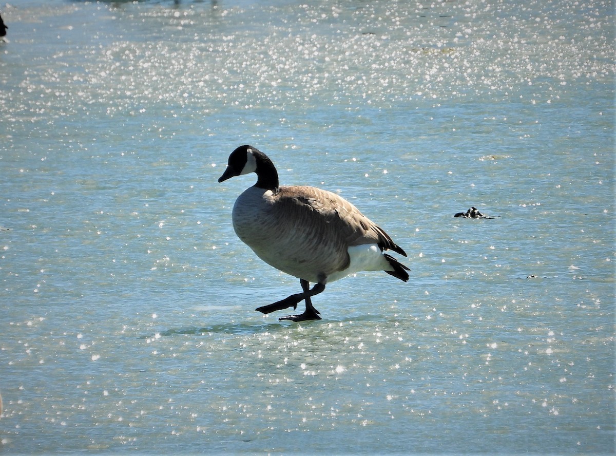 Canada Goose - Lori Shuler