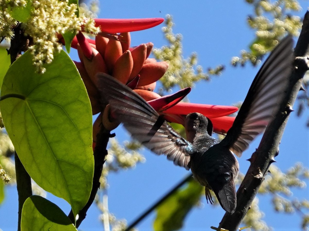 kolibřík klínoocasý (ssp. excellens) - ML417430141
