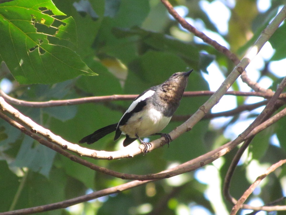 Philippine Magpie-Robin - ML417430491