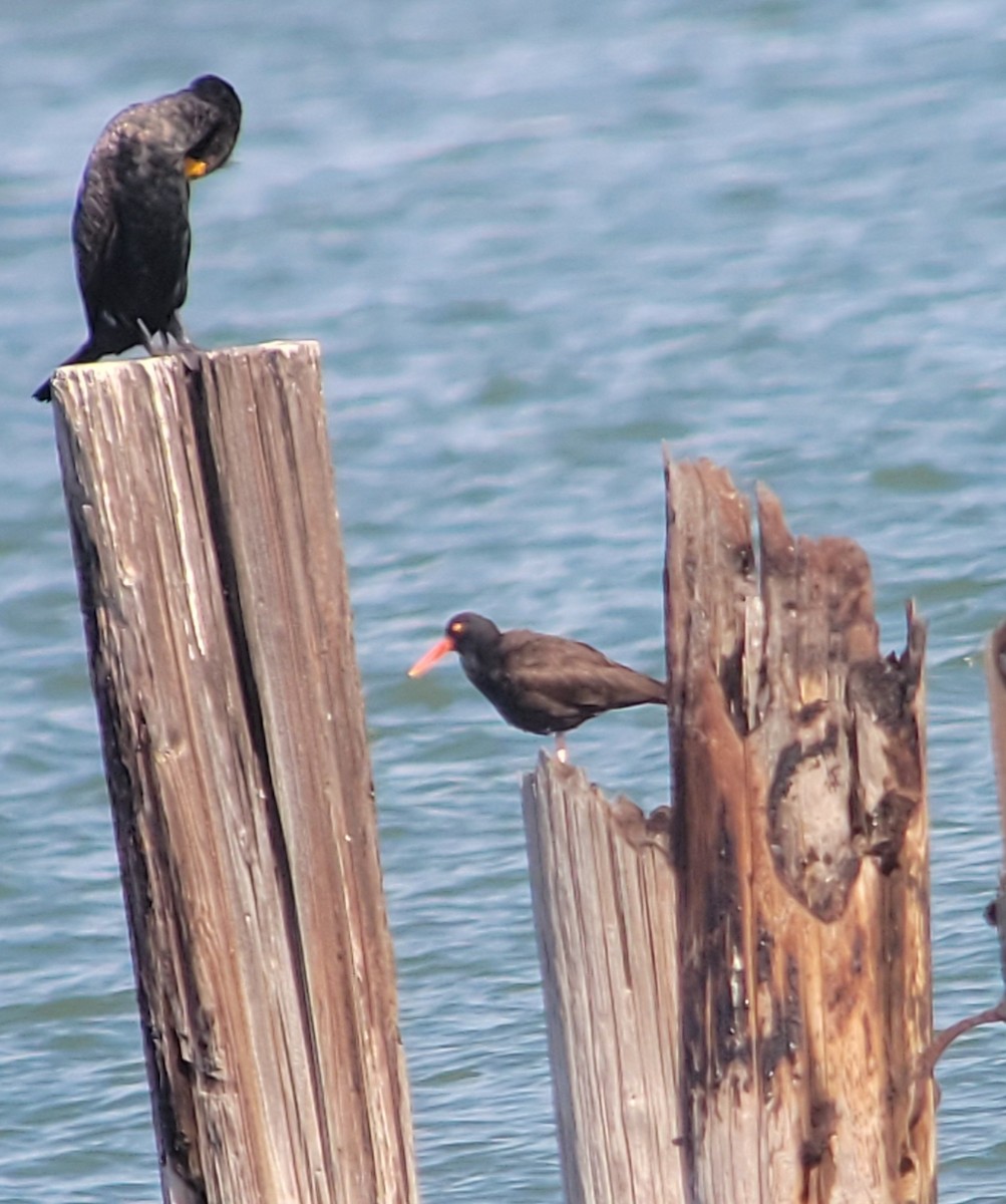 Black Oystercatcher - ML417430601
