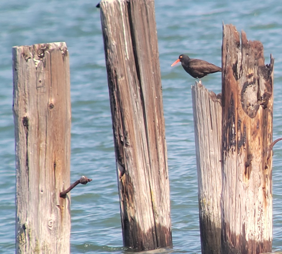 Black Oystercatcher - ML417430611
