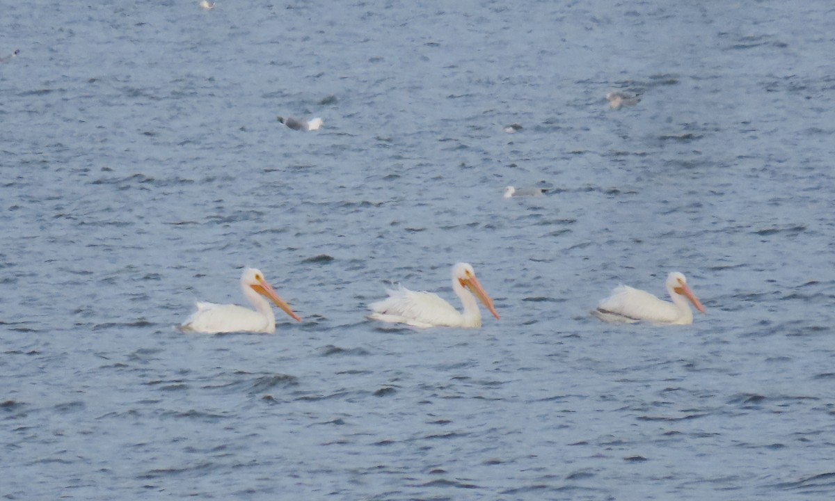 American White Pelican - ML417431231