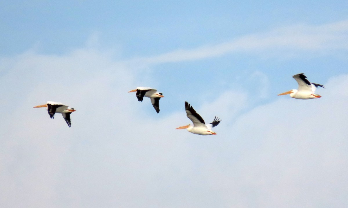 American White Pelican - ML417431261