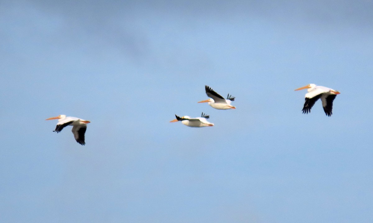 American White Pelican - ML417431271