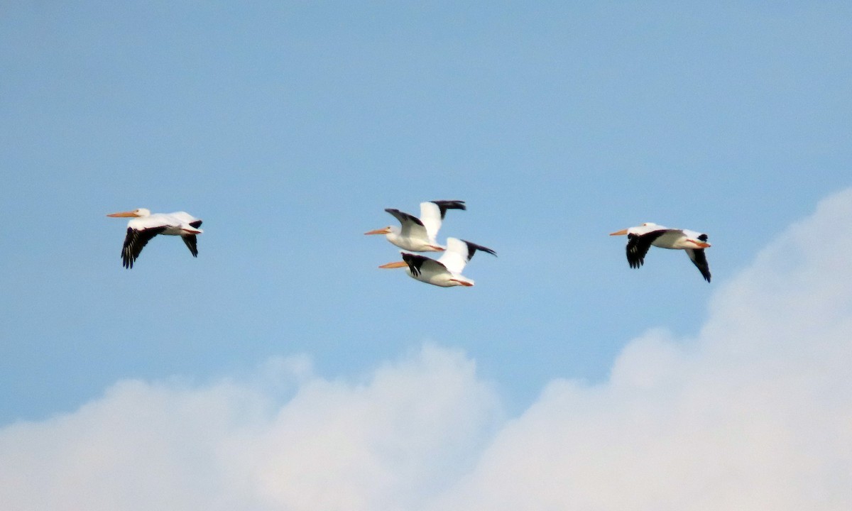 American White Pelican - ML417431281