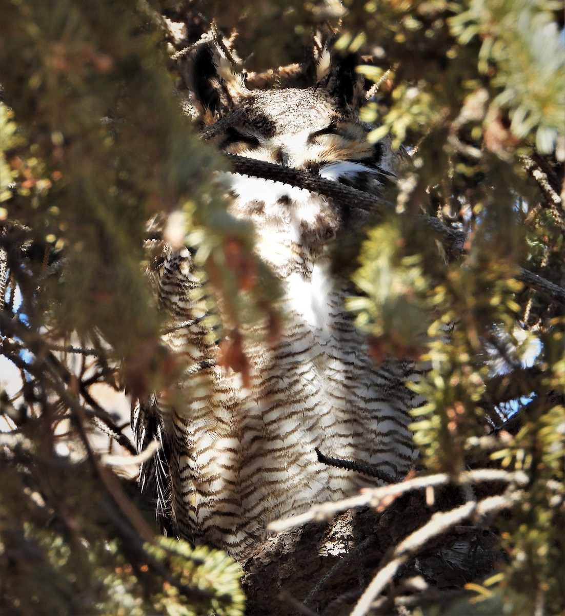 Great Horned Owl - Lori Shuler