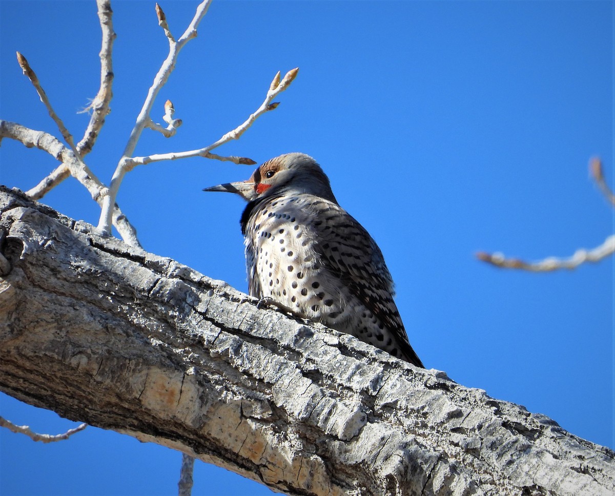 Northern Flicker - ML417432271